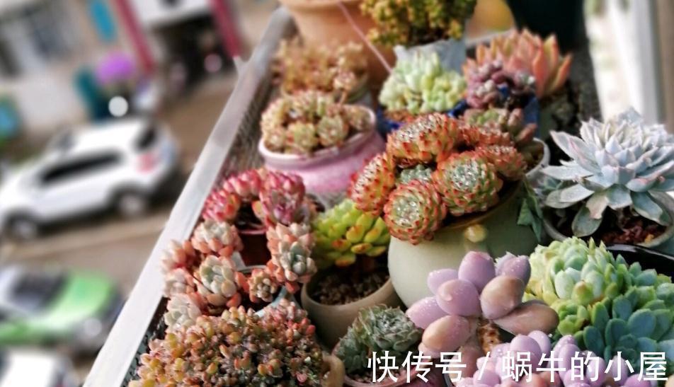 多肉品种何其多,唯有桃蛋是最爱