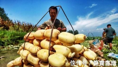 莲藕|菜市场卖的胡萝卜为啥都那么干净？菜农“说漏嘴”！