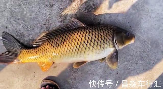 广州男子珠江钓起“鲤鱼王”，一米长全身金黄，路人争相出价购买