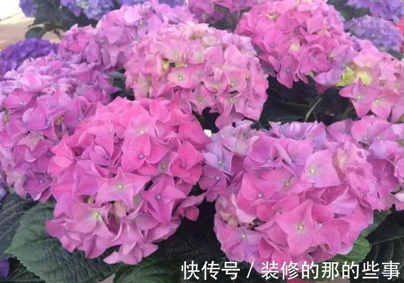 酸碱度|养花全靠1句话,这样养花保证能活