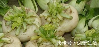 种植|它一直被人误认是“萝卜”，种植历史悠久，很多人不知道怎么吃