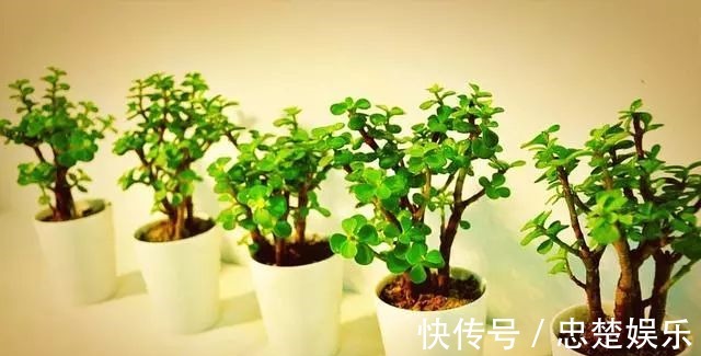 金枝玉叶怎么养才爆盆做到5点金枝玉叶很快枝繁叶茂青翠欲滴