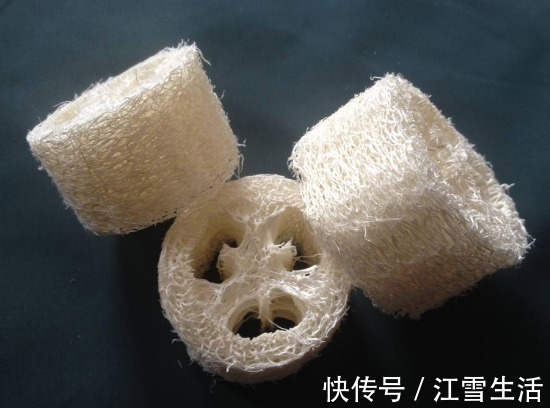 功效|农村总拿它当洗碗布,却不知“功效”堪比冬虫夏草,了解一下