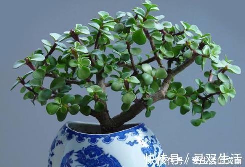 金枝玉叶|金枝玉叶剪根枝,插到土里就成活,1年长成小老桩,只需1个小技巧