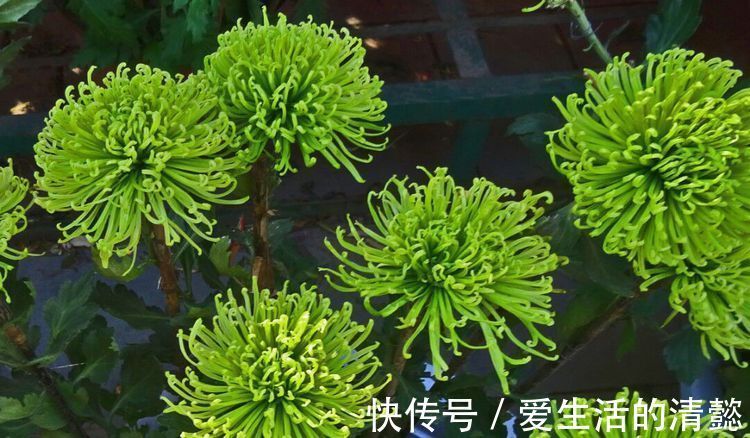 一花一世界 观赏性强且漂亮至极 家庭盆栽选择首选的几种花草 粉紫色 一花一世界 观赏性强且漂亮至极 家庭盆栽选择首选的几种花草 粉紫色