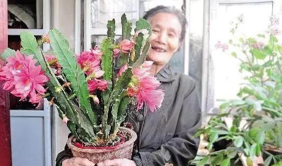 荷花|这盆令箭荷花竟有100朵花苞，一串串开的看不见枝！