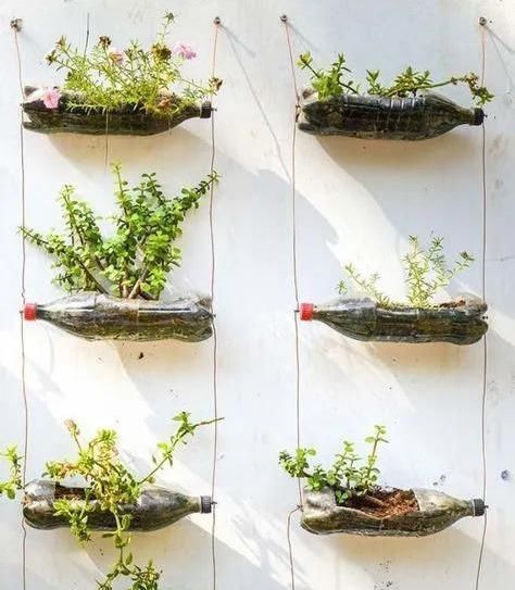 植物|没地种花种菜,没时间浇水几个塑料瓶就能解决,DIY变废为宝