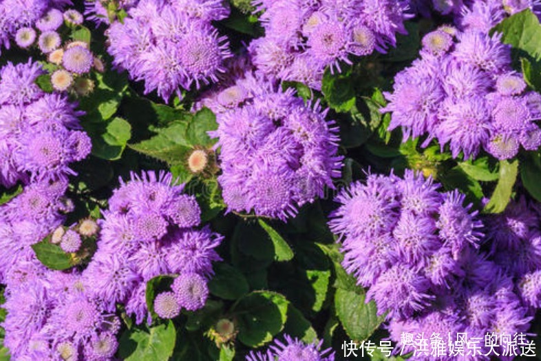 此花花姿妖娆,紫色的花朵散发着沁人心脾的芳香,令人心旷神怡