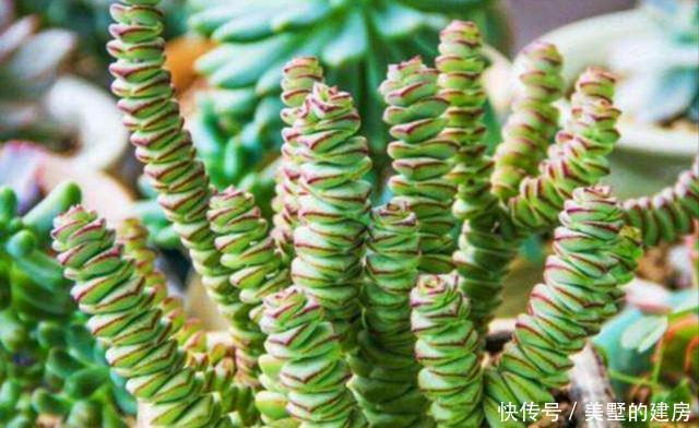 钱串|多肉界的招财树,还寓意着财源滚滚,好运连连,看它怎么养护