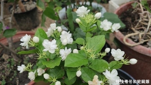 球兰球兰|这“3种”花就是欠收拾，剪得越狠，开花越勤，越容易开爆