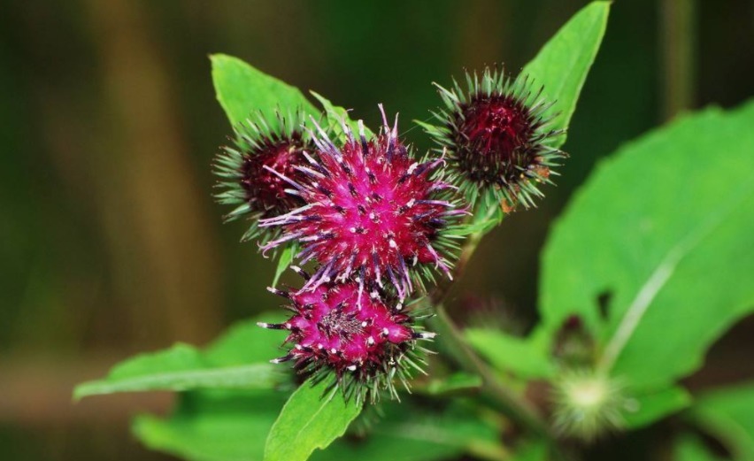 野菜|乡下一种植物,名有“牛鞭”,少有健脑野菜之一,食用价值高