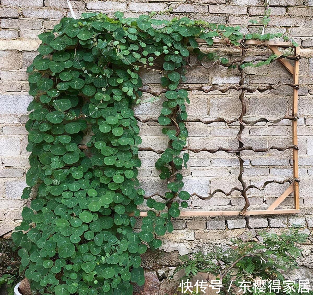 一块“乌龟壳”,长满铜钱叶,一个月爬满墙,越养越吉利