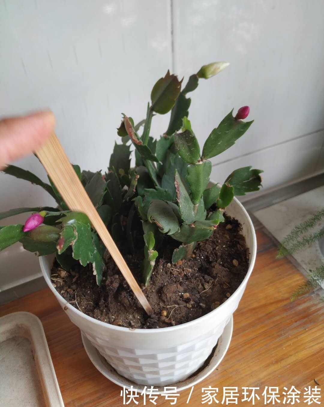 浇水|6种花,最怕热,30度就黄叶,再乱浇水,容易“烂根”