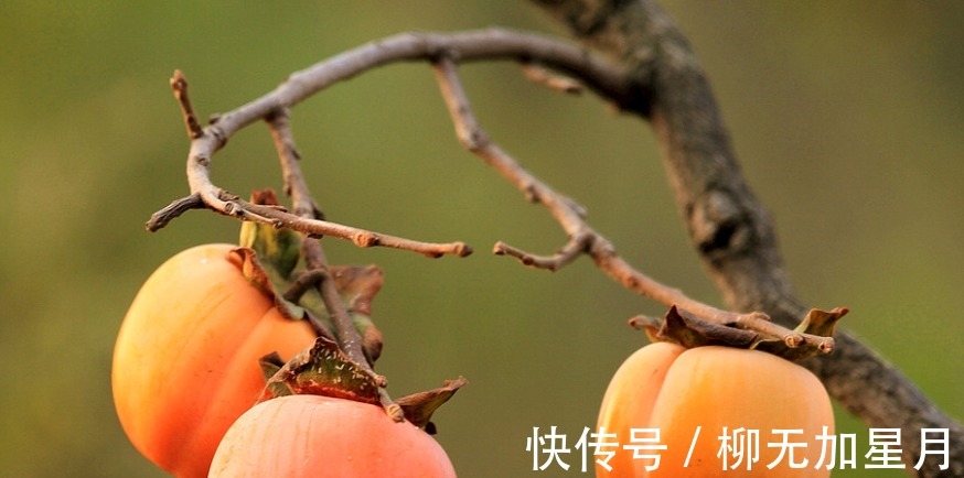 家和万事兴|平安夜来临,家里要有的3种“吉顺果”,寓意福运昌顺大吉大利!