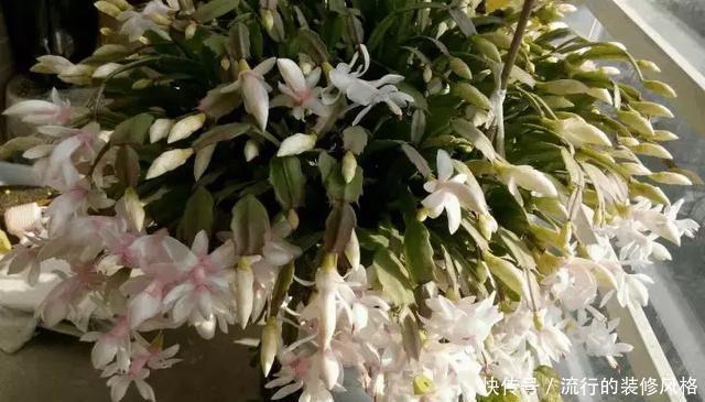 浇水|蟹爪兰喝点它，秋天连开100朵，叶子肥得直滴油