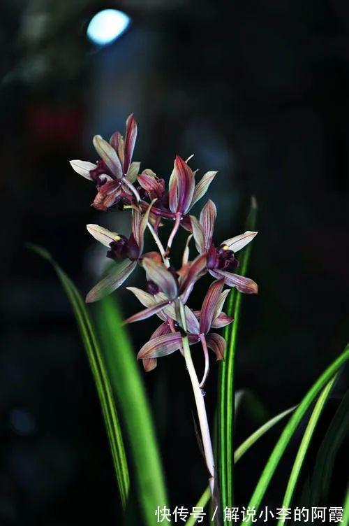 替兰花分株怕伤其根系,采用“不分盆”方法,新手也可轻松驾驭!