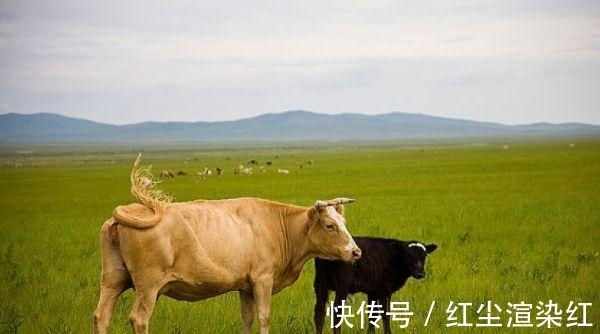 办事|属牛人,对朋友只求精不求多,办事有效率!