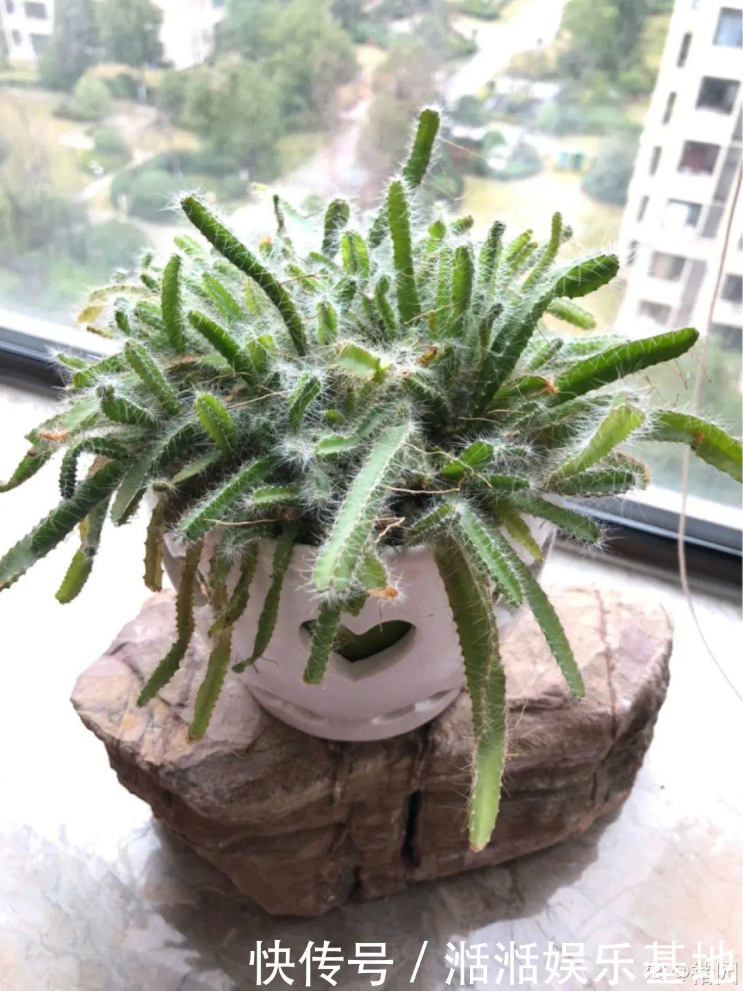 大爷家荷花种在花盆里,1次开花20朵,比巴掌还大!