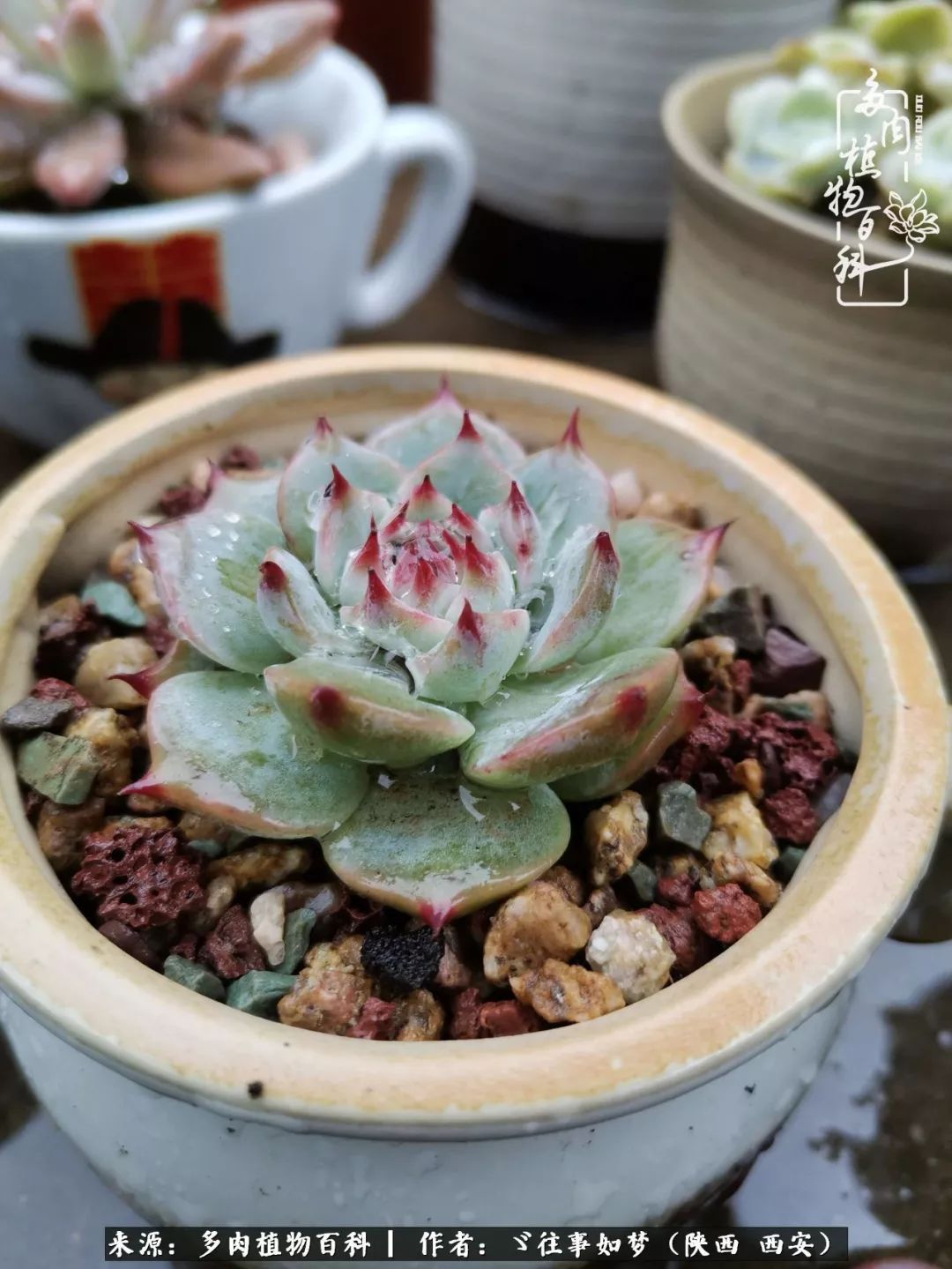 愿你付出甘之如饴,愿你所得归于欢喜!