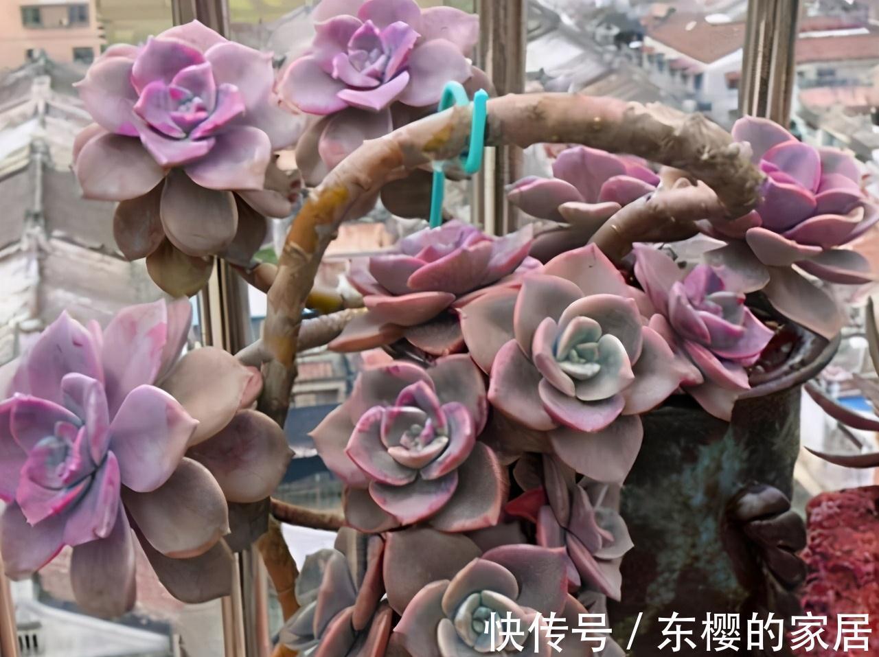 夏天|张大哥养肉10多年，总结出4个“耐热品种”，肉迷都喜欢