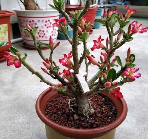 这三种花，一定要舍得晒，越晒越长花苞！