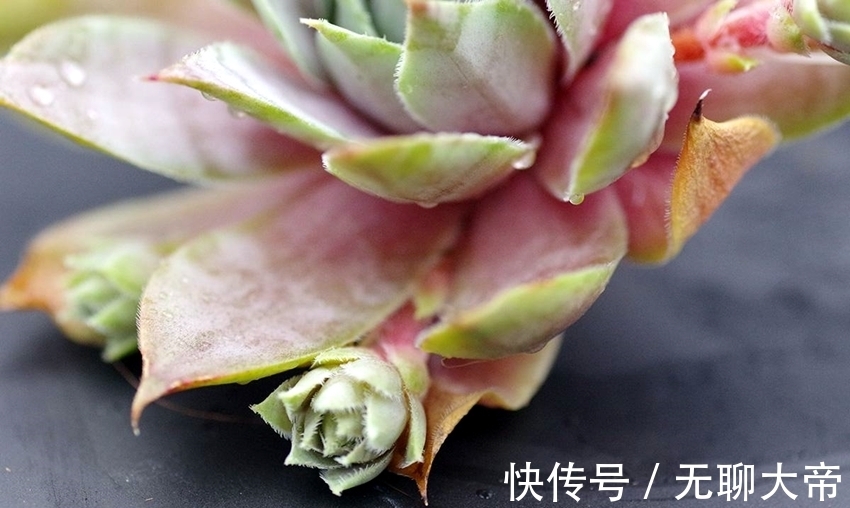 长生草属的多肉,简介紫牡丹、百惠、红勋花、草莓卷娟、观音莲