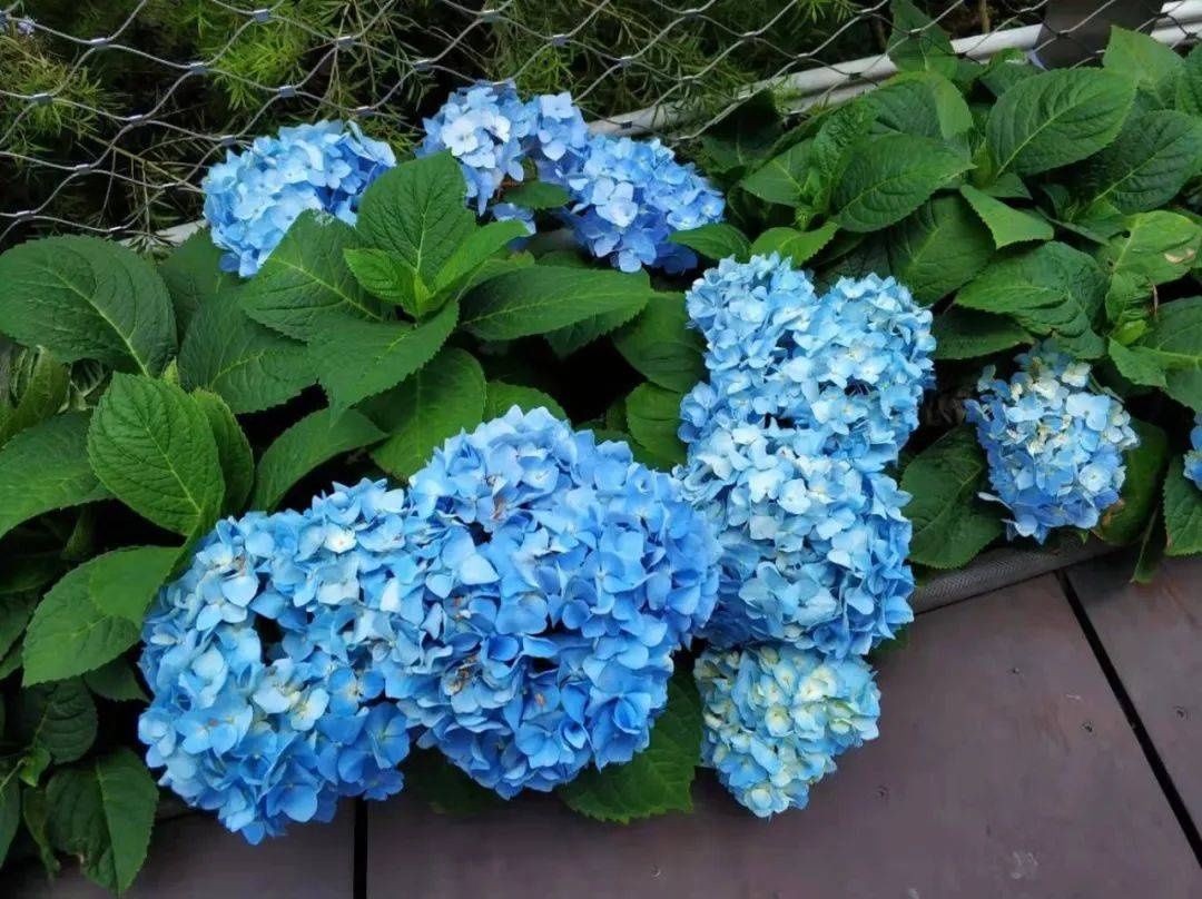 马卡龙|绣球繁花尽绽放 徐汇街头觅“清新”