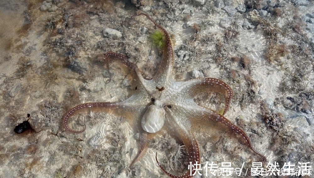 有氧運動|血脂高者吃這些食物“加速”腦梗發作，尤其是第二種，再饞也別碰