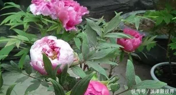 想要在家栽种牡丹花,请牢记3点,花期一到阳台、庭院成花海