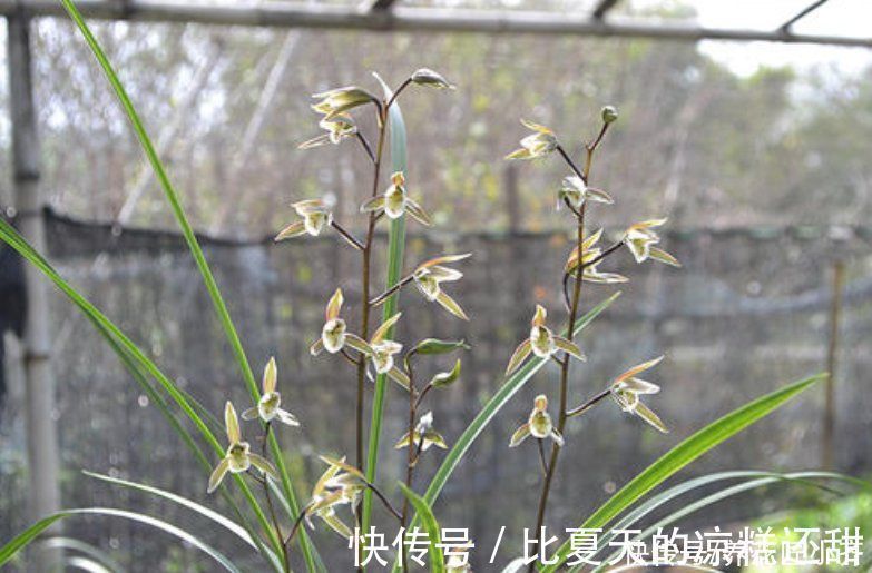 肥料|兰花开完花后，早点给它做好3点，根系长满盆，新芽蹭蹭往外冒