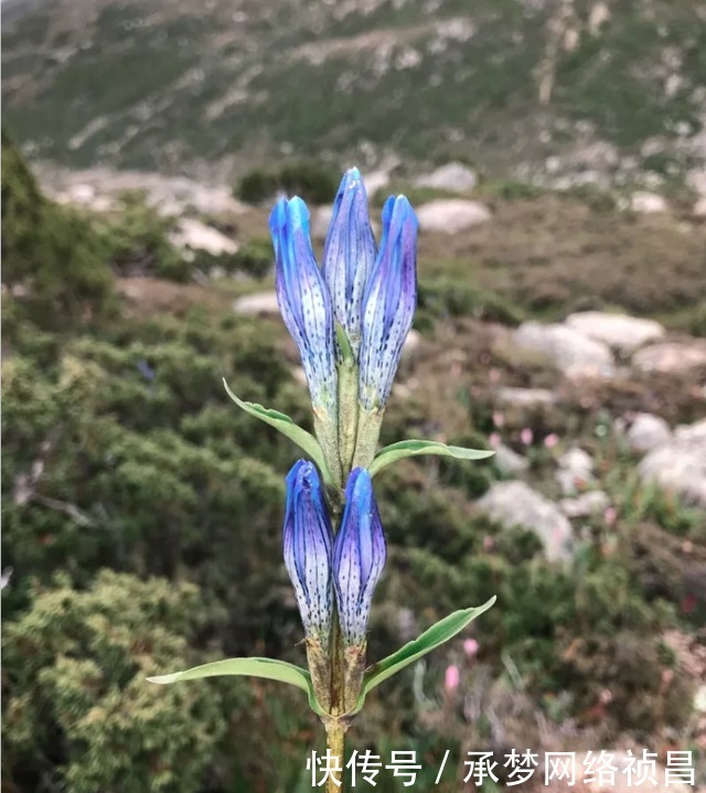 “稻城古冰帽”，梦幻雪山中的沙滩海子