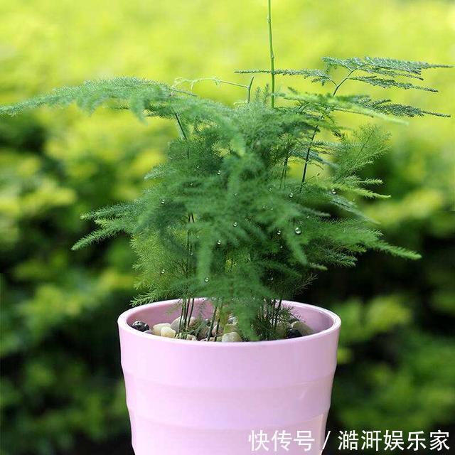 文竹|文竹黄叶不要慌,这“3种”物品,兑水浇盆里,黄叶全不见!