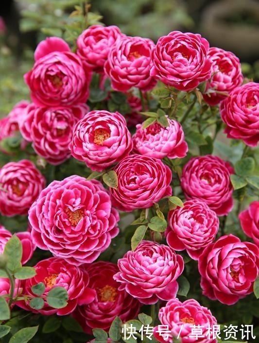 它是世界名花,全年开花,漂亮不输牡丹,花香不输兰花,值得养