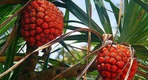 早衰|女性不愿早衰，推荐的食物，延缓衰老、排毒养颜，早吃早好