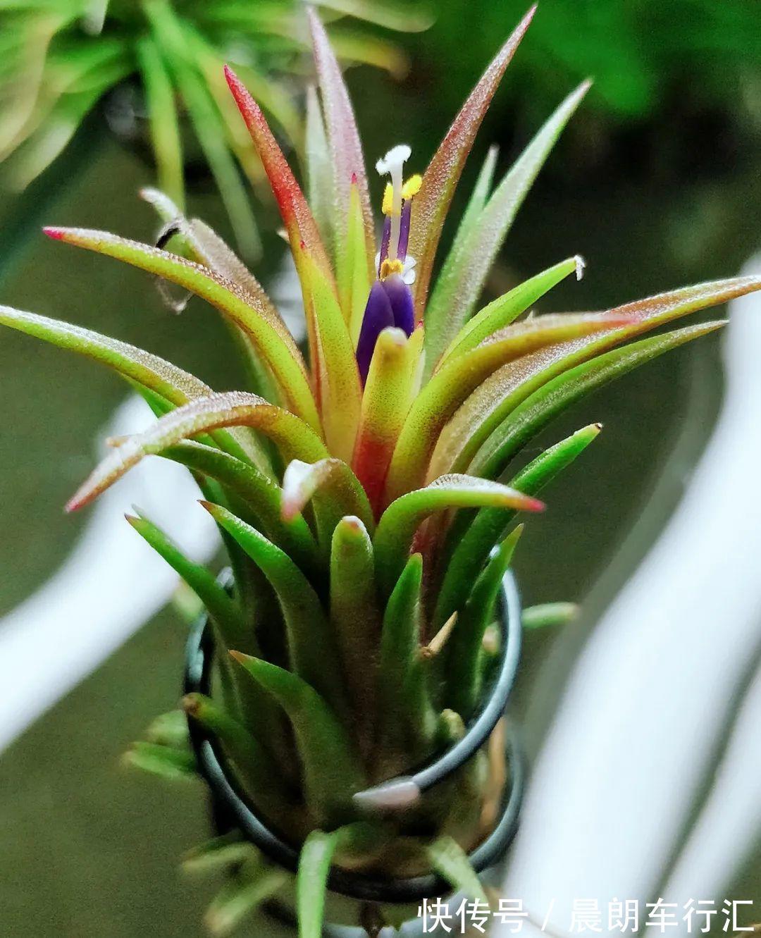 绿萝可以扔了,养盆“格调”花,颜值高还有气质