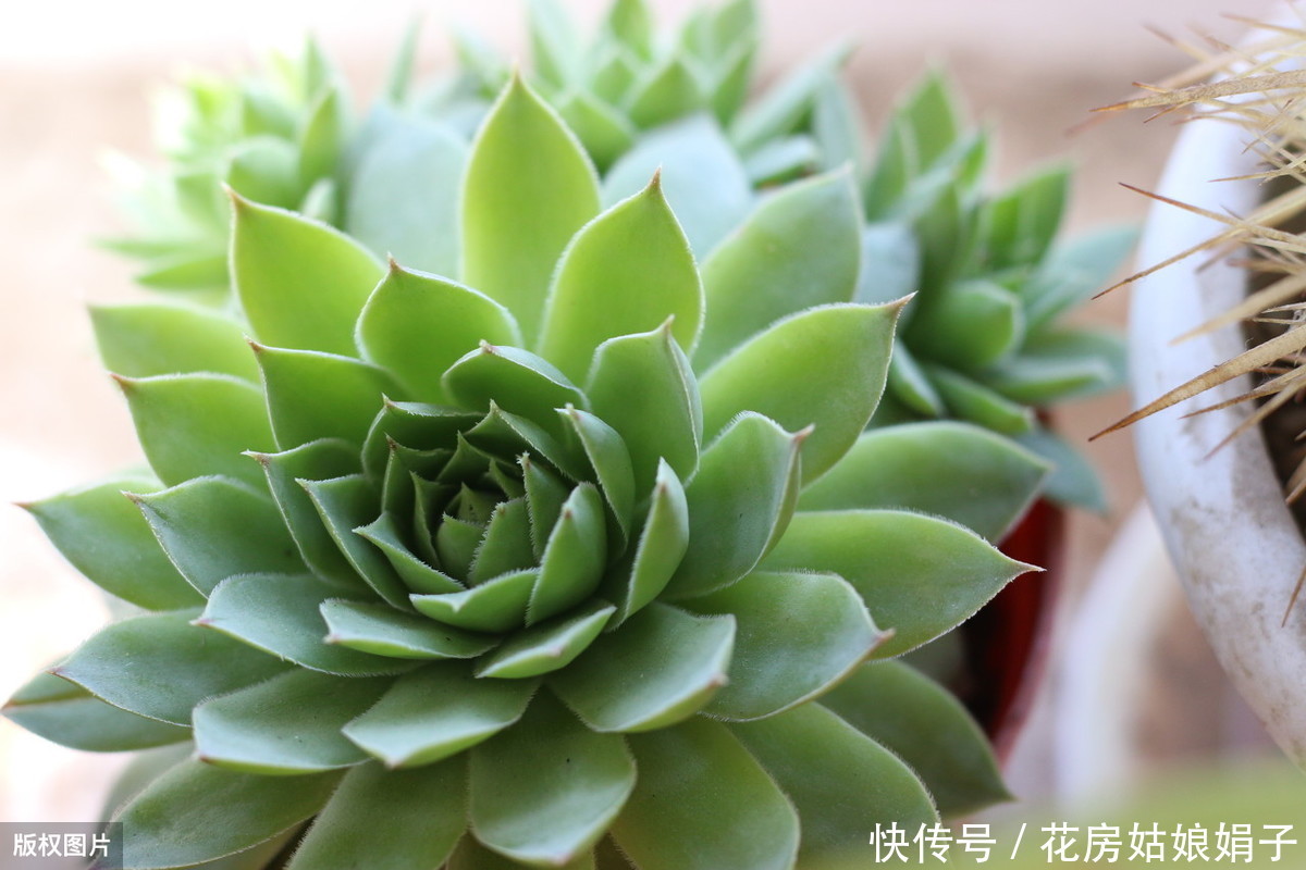养殖|多肉的专业术语有哪些?学会这些多肉术语,你也可以小装一下