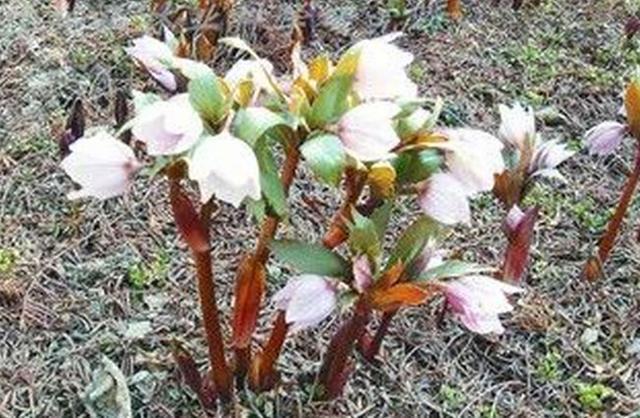 毛莨科|农村这野草叫“铁筷子”,对身体有好处,遇见可以种植在家中