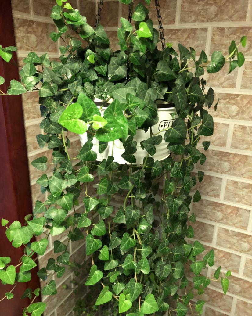 辛苦养的花，都让老公抽烟给“霍霍”了，真是没少吵架