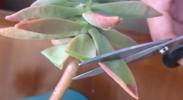 盆栽多肉如何顺利度夏做到少浇水,不砍头、撸叶子就够了