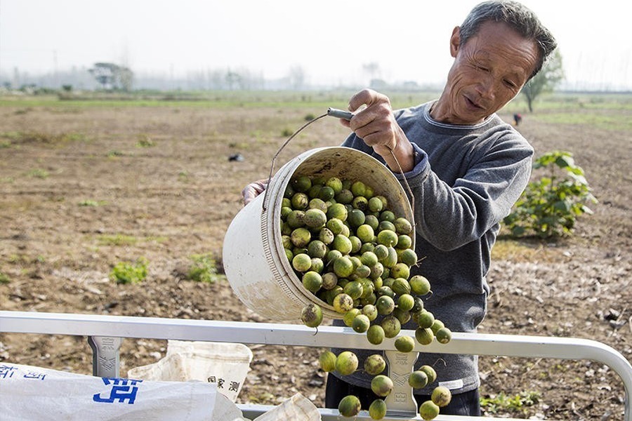 小乔|农村野外的“小甜瓜”,一口一个很过瘾,以前藏着吃,现在没人吃