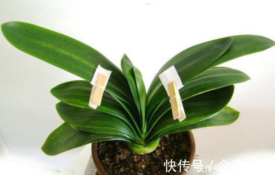 君子兰歪七扭八太难看?平常只需做2步,让它叶片整齐“一条线”