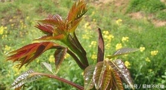 清明|农村这4种野菜,城里人想吃,乡下有个好亲戚也不一定弄到
