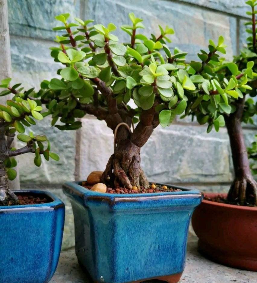 长寿花|天气冷,六种花要干养,少水多晒才健壮,养成老桩更旺家