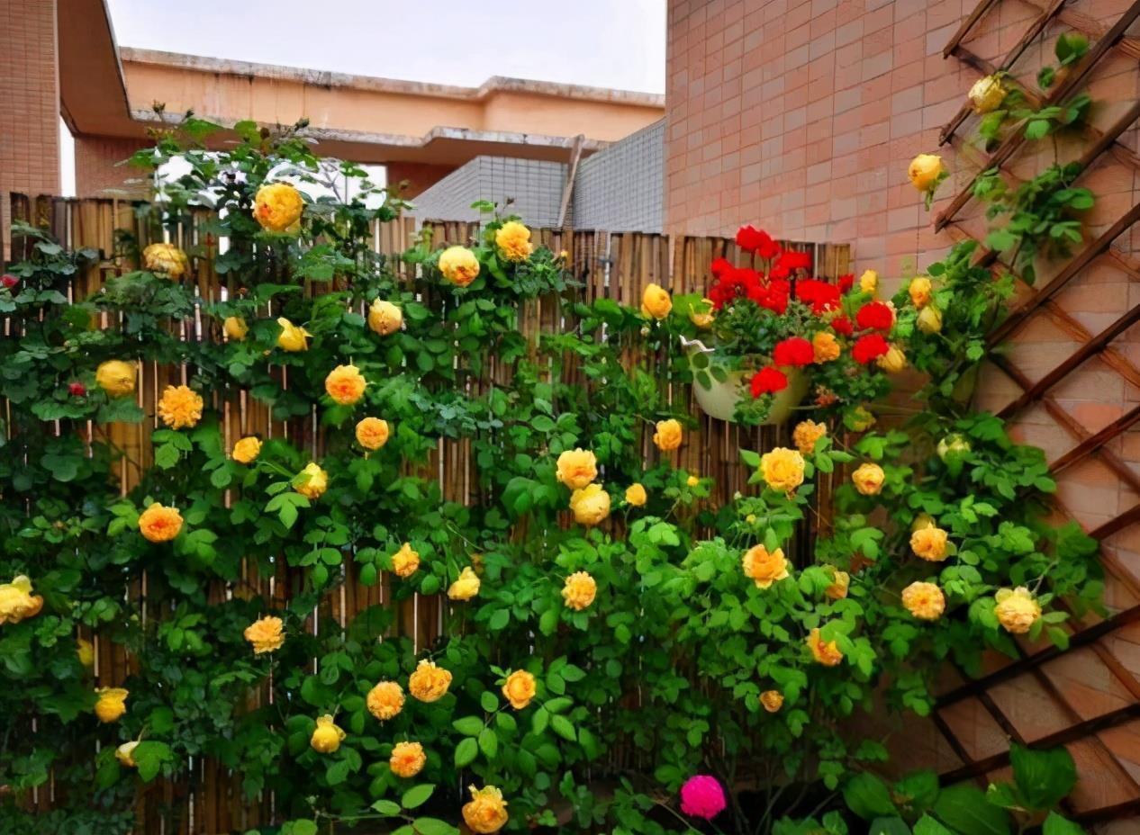 如果院子面积小,建议只养爬藤花,美成花海才是美