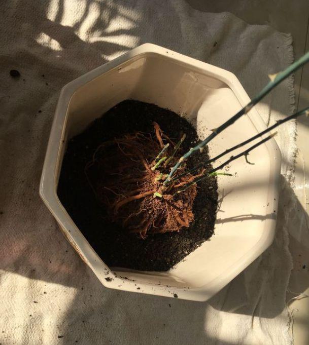 11月前,3种花该换盆了,再冷就迟了,过冬为难!