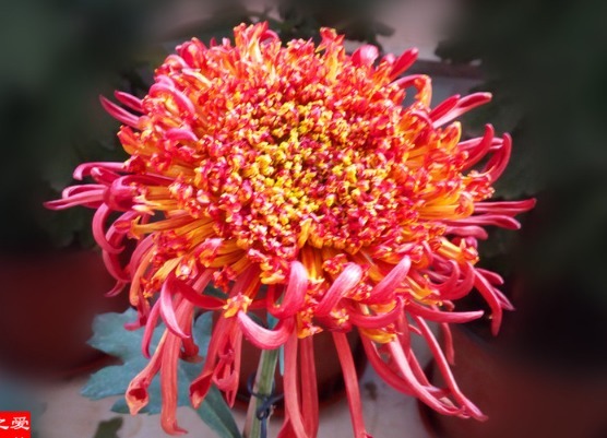喜欢菊花，就养盆“珍稀名菊”大红托桂，似金蕊红服，美艳妖娆