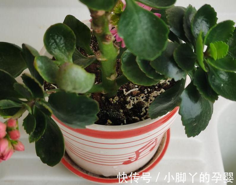 小苏打能用来催花？掌握住方法，长寿花用了呼呼开花，停不下来