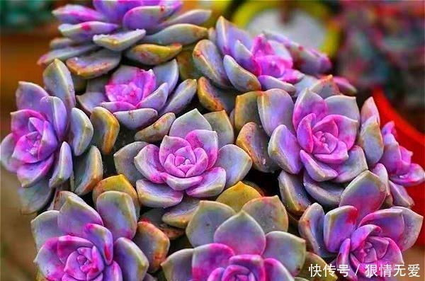 肥多|多肉养成“独杆司令”莫慌,做好这4步,侧芽猛长,爆盆不难!