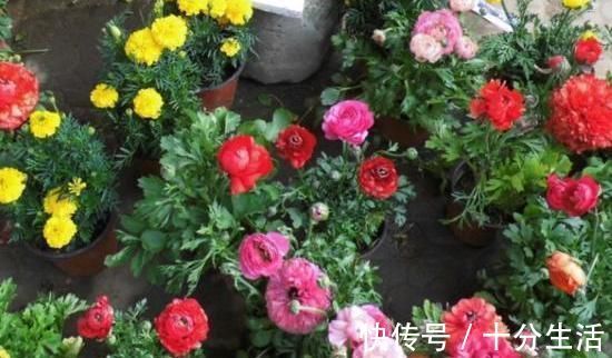 适宜|它叫洋牡丹、花毛茛，一次种植可多年赏花，适宜南北方新手盆栽