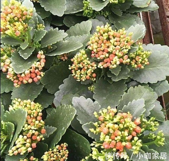 花孕蕾|养长寿花，花盆里放3种“小东西”，花苞长满枝头